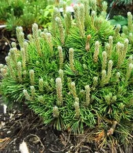Pinus mugo pumilio 2lit